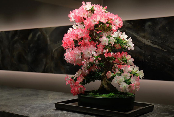 盆栽ディスプレイの参考写真